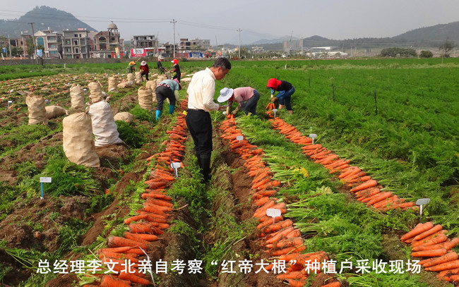 文兴种苗“红帝大根”胡萝卜采收现场