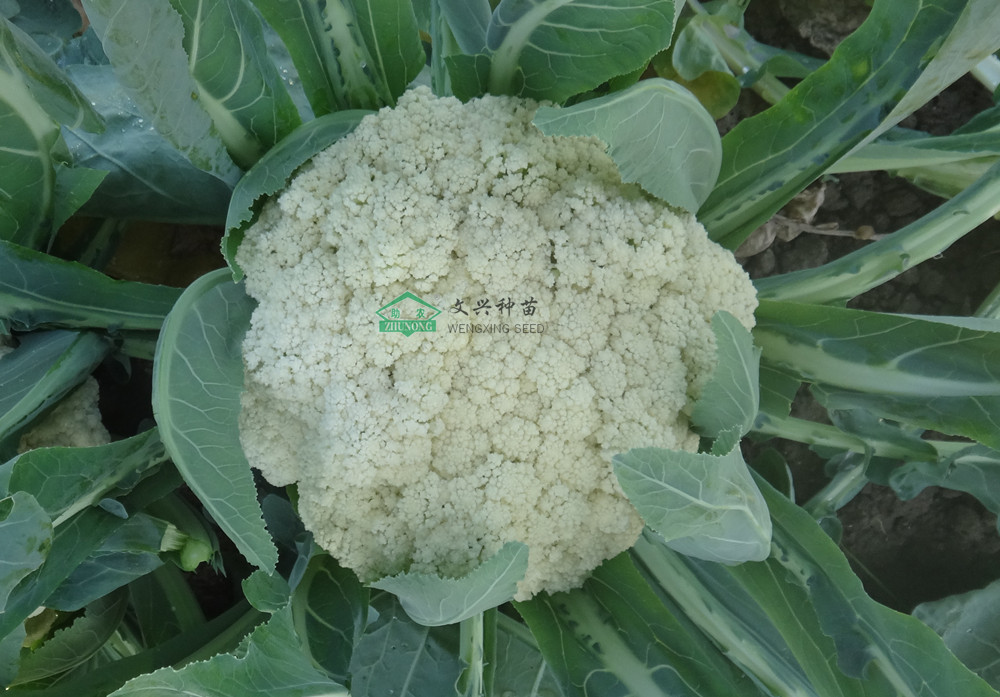 正能松45日 青梗松花菜新品种 6、7月播种极早熟松花菜新品