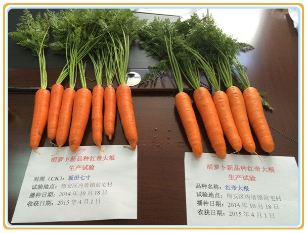 胡萝卜新品“红帝大根”与对照品种“坂田七寸（316）”