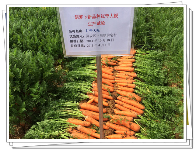 致广大胡萝卜种植户的一封信,红帝大根胡萝卜品种