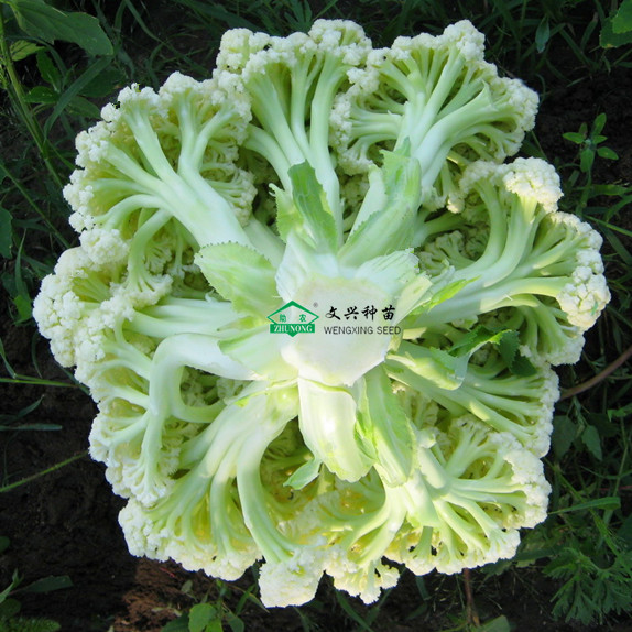 早熟松花菜品种正能松 55天松花菜品种图片