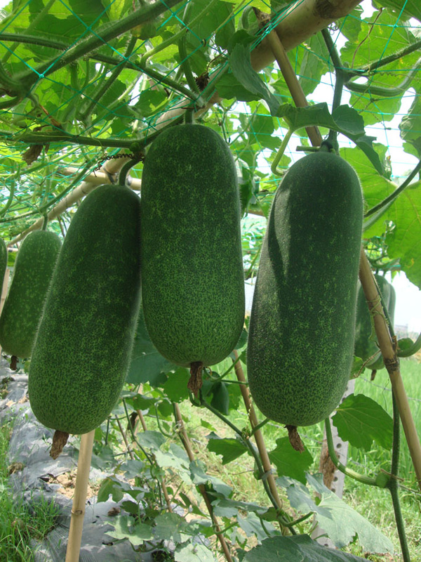 2011ϽڹƷչʾ