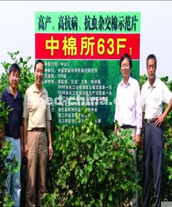 中棉所63 国审棉2007017