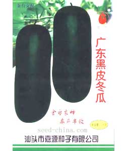 广东黑皮冬瓜