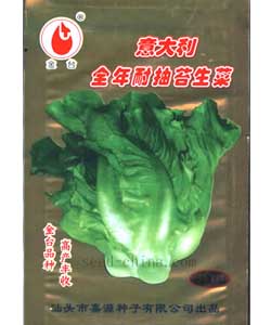 意大利全年耐抽苔生菜