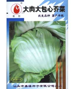 大肉大包心芥菜