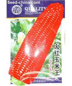 火红玉米