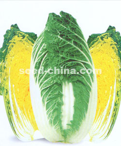高丽金皇
