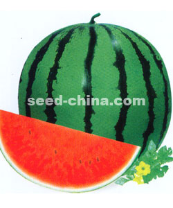 雅丽