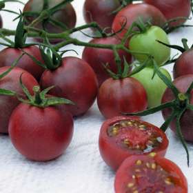 黑番茄种苗