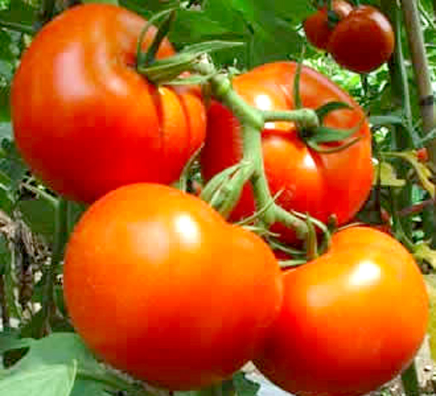 大棚西红柿