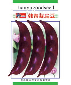 紫扁豆文