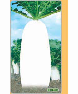 精选春不老南畔洲迟萝卜