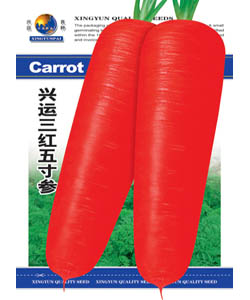 三红五寸参--胡萝卜
