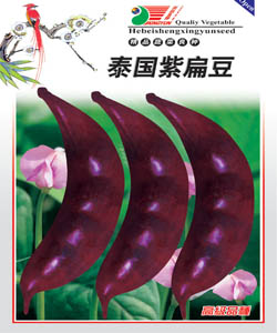 紫扁豆--扁豆