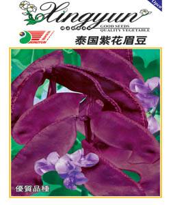 紫花眉豆--眉豆