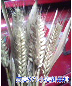 杰麦975小麦新品种