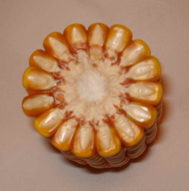 玉米新品种"中农大221"