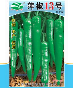 萍椒13号