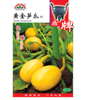 黄金笋瓜