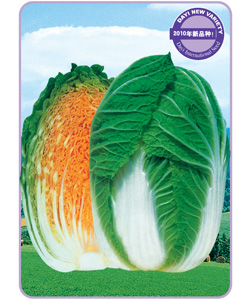 翠菊3号