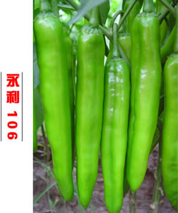 永利106