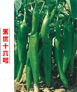永优十六号