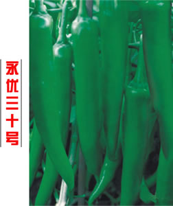 永优三十号
