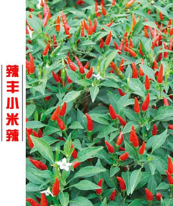 辣丰小米辣
