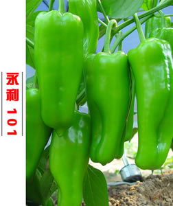 永利101