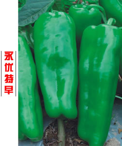 永优特早
