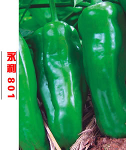 永利801