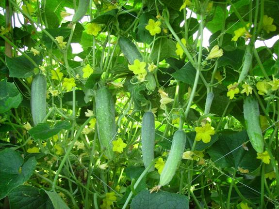 时时彩平台安装 时时彩大小单双是什么意 -exc