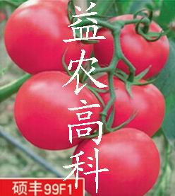 番茄种子硕丰99