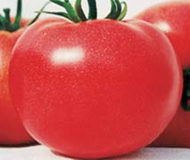 番茄种子欧红