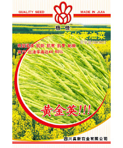 黄金荚 黄油菜