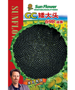 GC矮大头698油葵