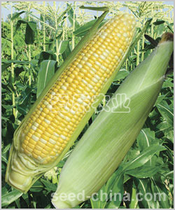 A688——黄白色超甜玉米