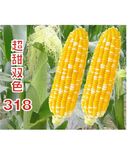 LH-318