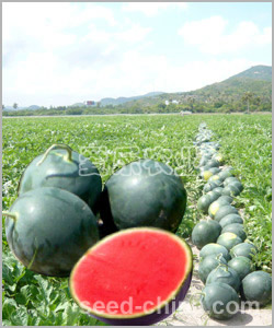 Black Gold--small seedless watermelon