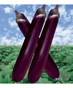 红帅