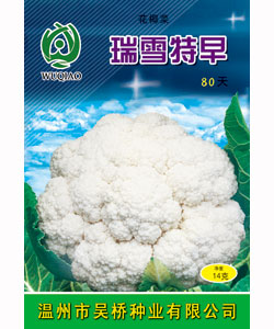 瑞雪特早80天