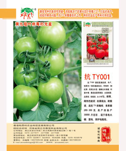 抗Ty001
