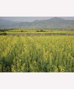 供应高产油菜小麦种子