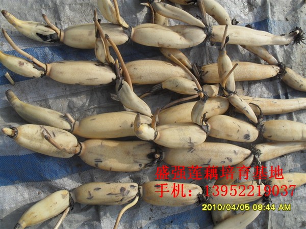 高产莲藕种花奇莲
