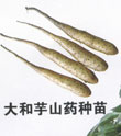 山药苗|山药种苗|山药嘴子|山药