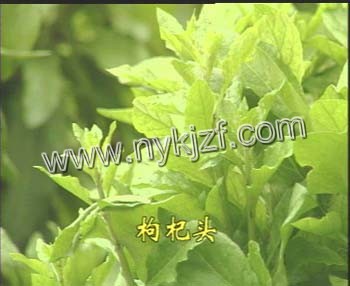 药用滋补大果枸杞种子