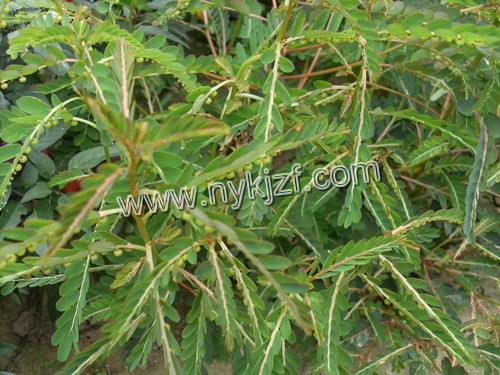 医治肝灵草--珍珠草种子