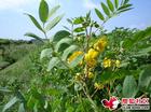 驱蛇奇花-蛇灭门种子