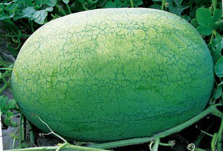 绿皮大果西瓜新品种—先行者优系